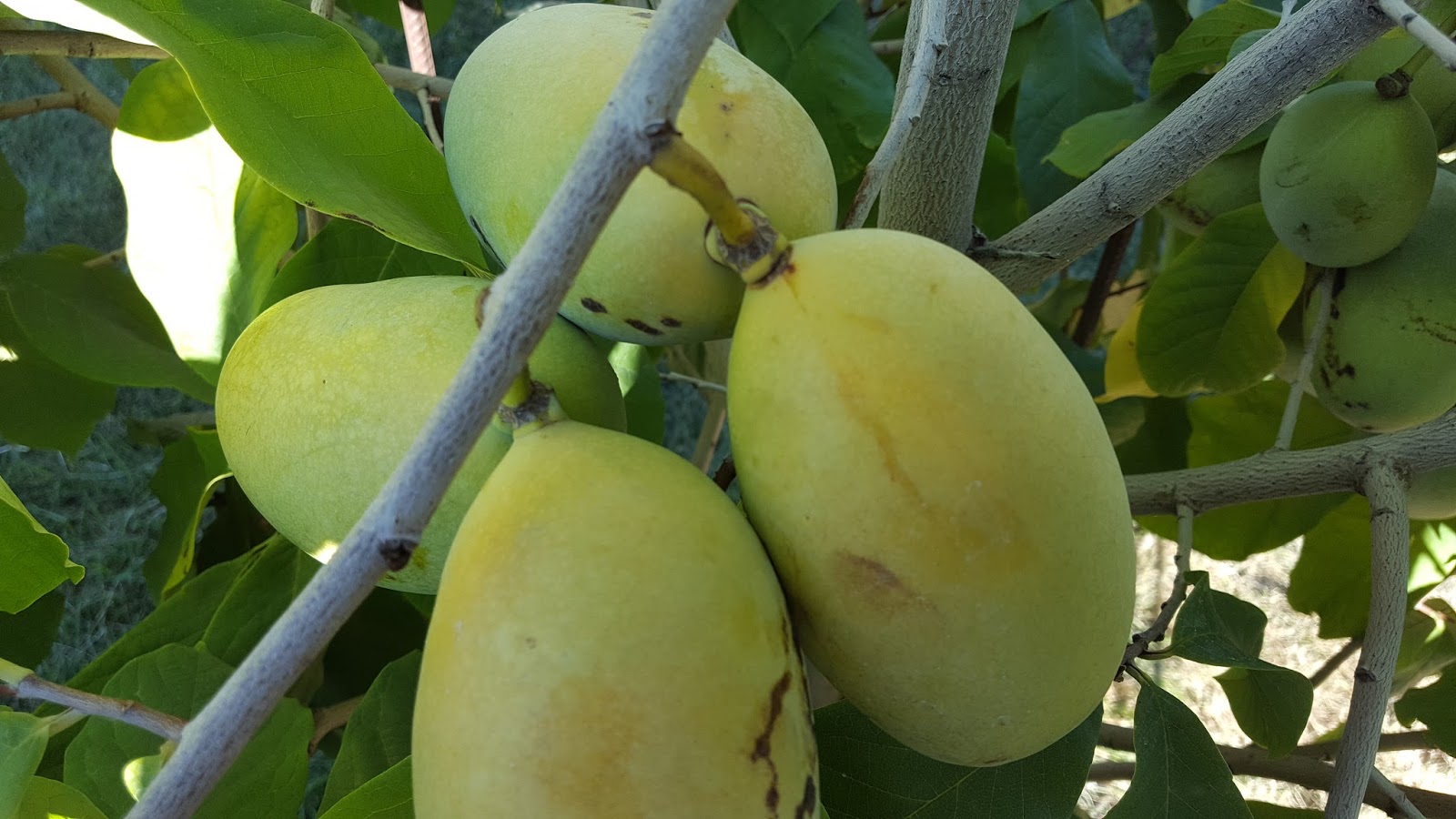 Expatriate Pawpaw Shenandoah Pawpaws Ripe!