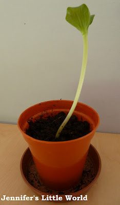 Simple plant seedling in a pot