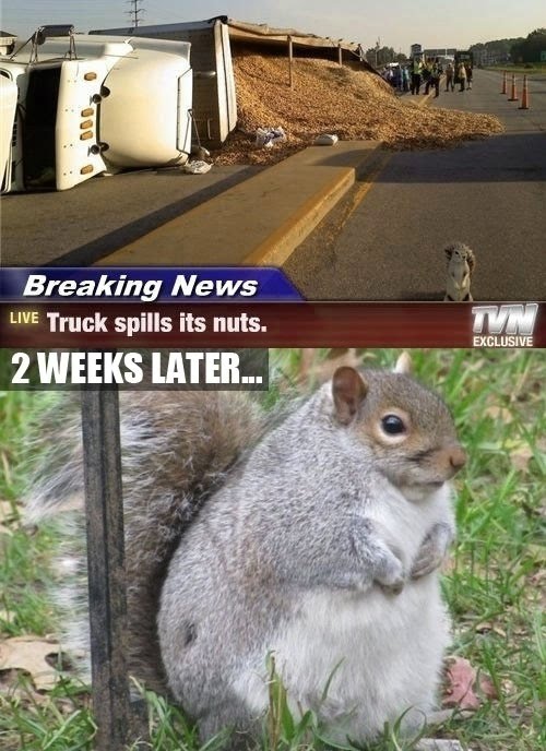 Breaking News - Truck Spills Its Nuts - 2 Weeks Later