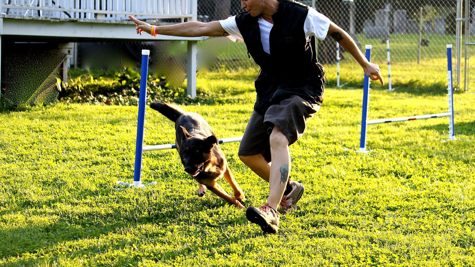 What Do Dog Trainers Get Paid