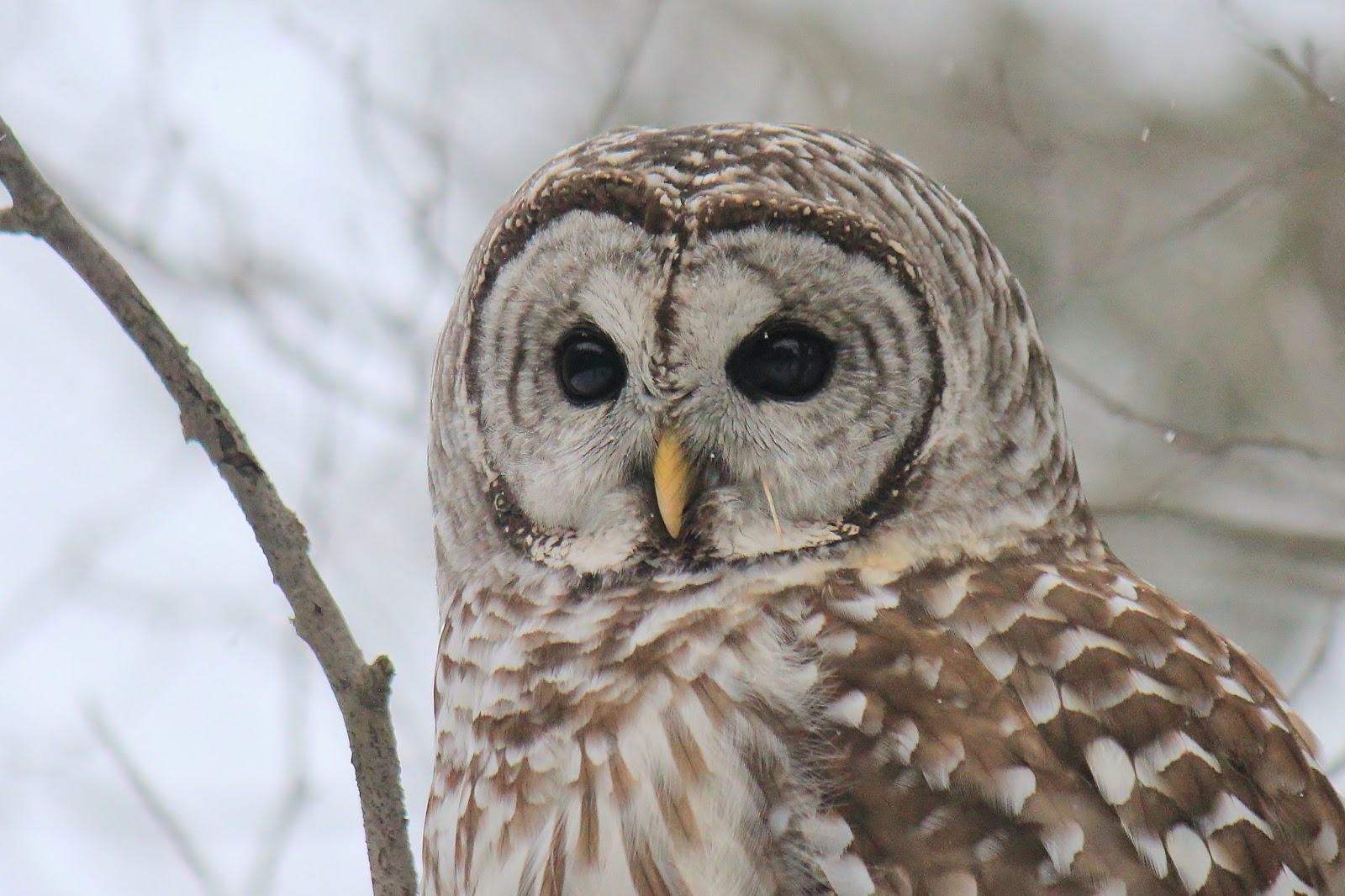 do-owls-really-hoot-at-tracy-swiderski-blog