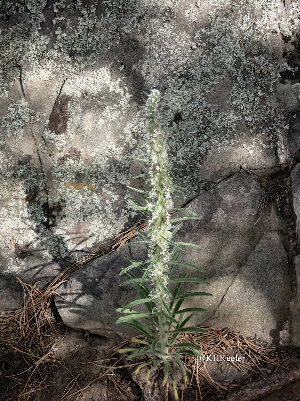 A Wandering Botanist: Plant Story--Ragweed, Ambrosia, an American ...