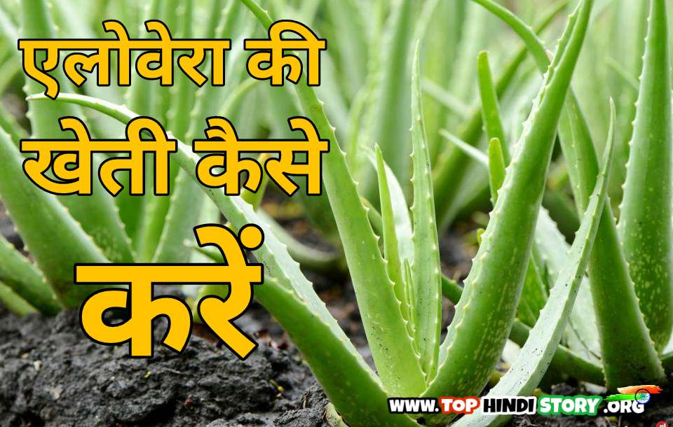 एलोवेरा की खेती कैसे करें Aloevera Ki Kheti / Farming Kaise Kare