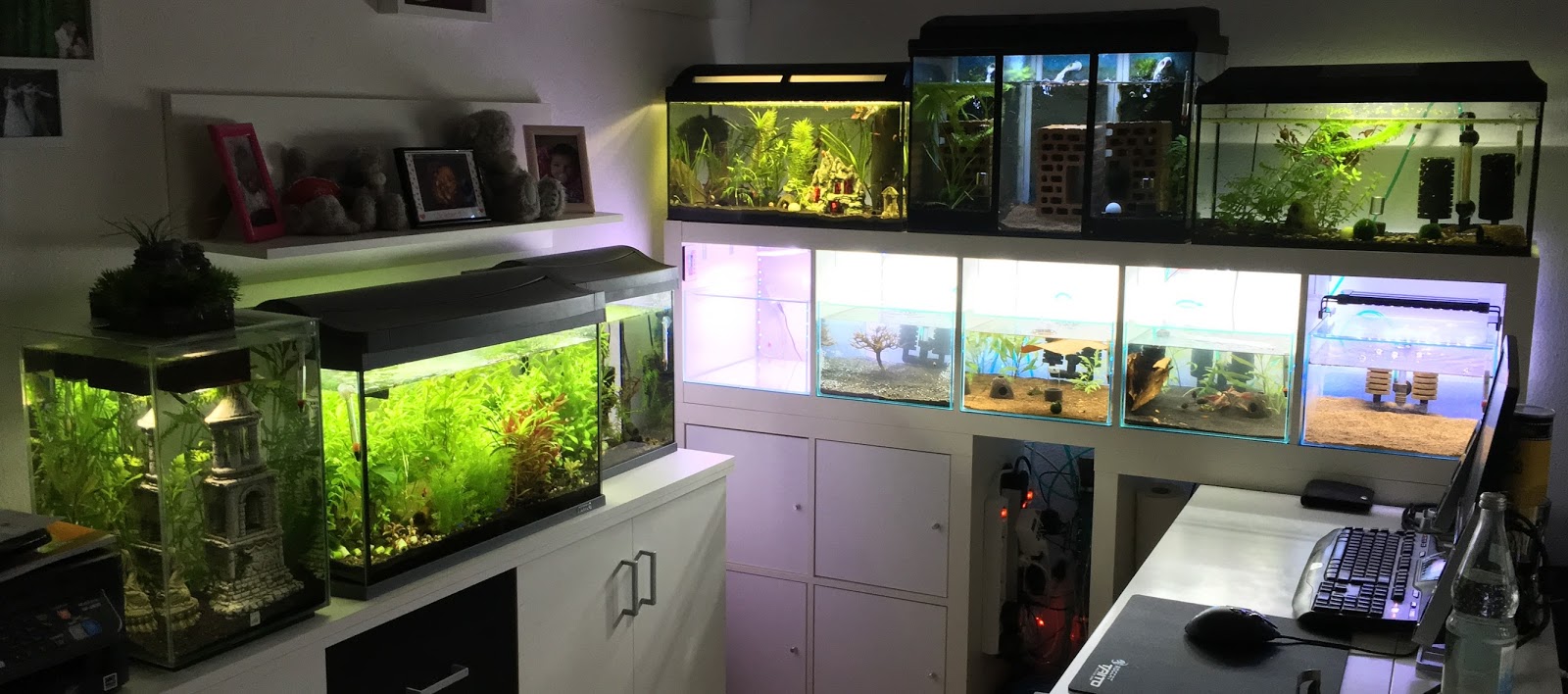 Knuts garnelenblog: aufbau der aquarienanlage