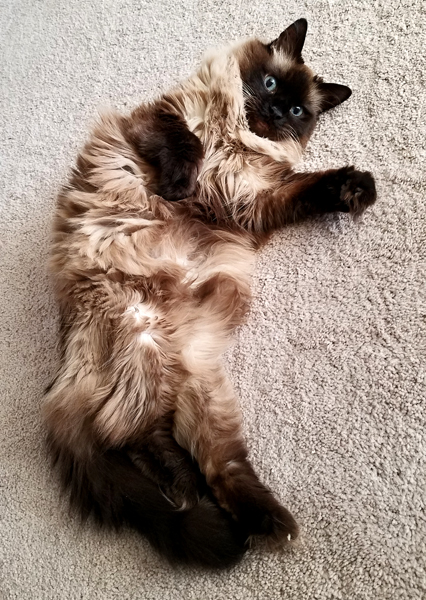 image of Matilda lying on her back on the carpet, looking entirely goofy