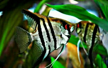 ikan hias manfish