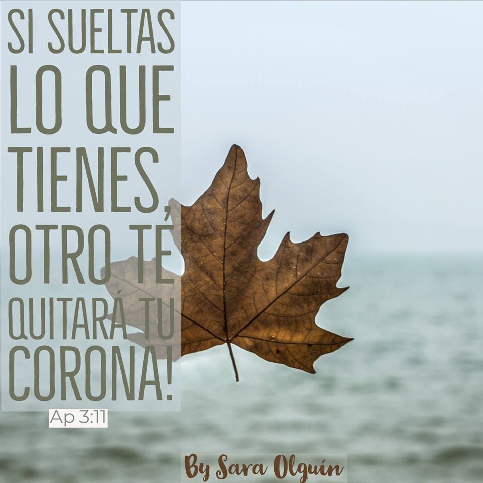 More t leaves. веточка лиственного дерева. зеленый лист. More t leaves. More t leaves.