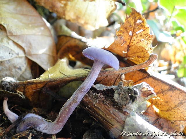 photo champignon violet