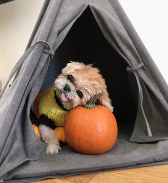 Por Que Fazer Uma Casinha de Cachorro para meu shih tzu?