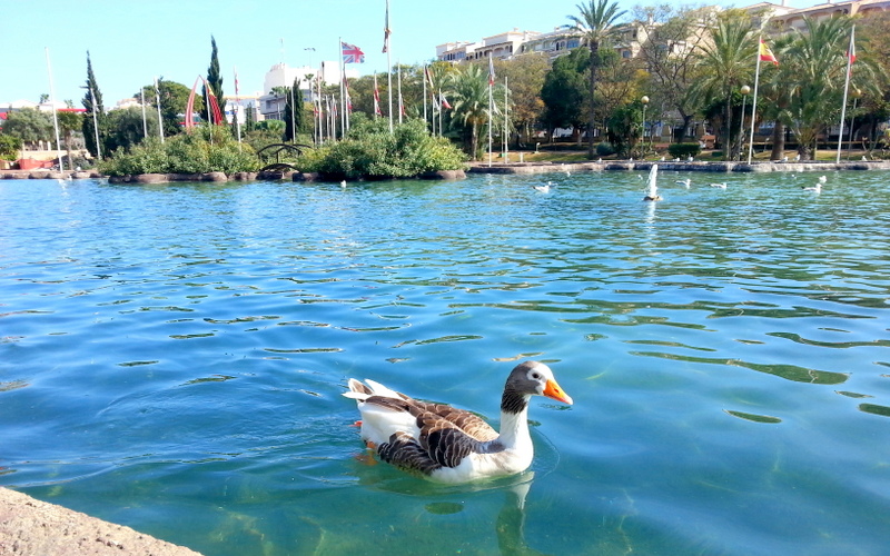 The most beautiful park in Torrevieja