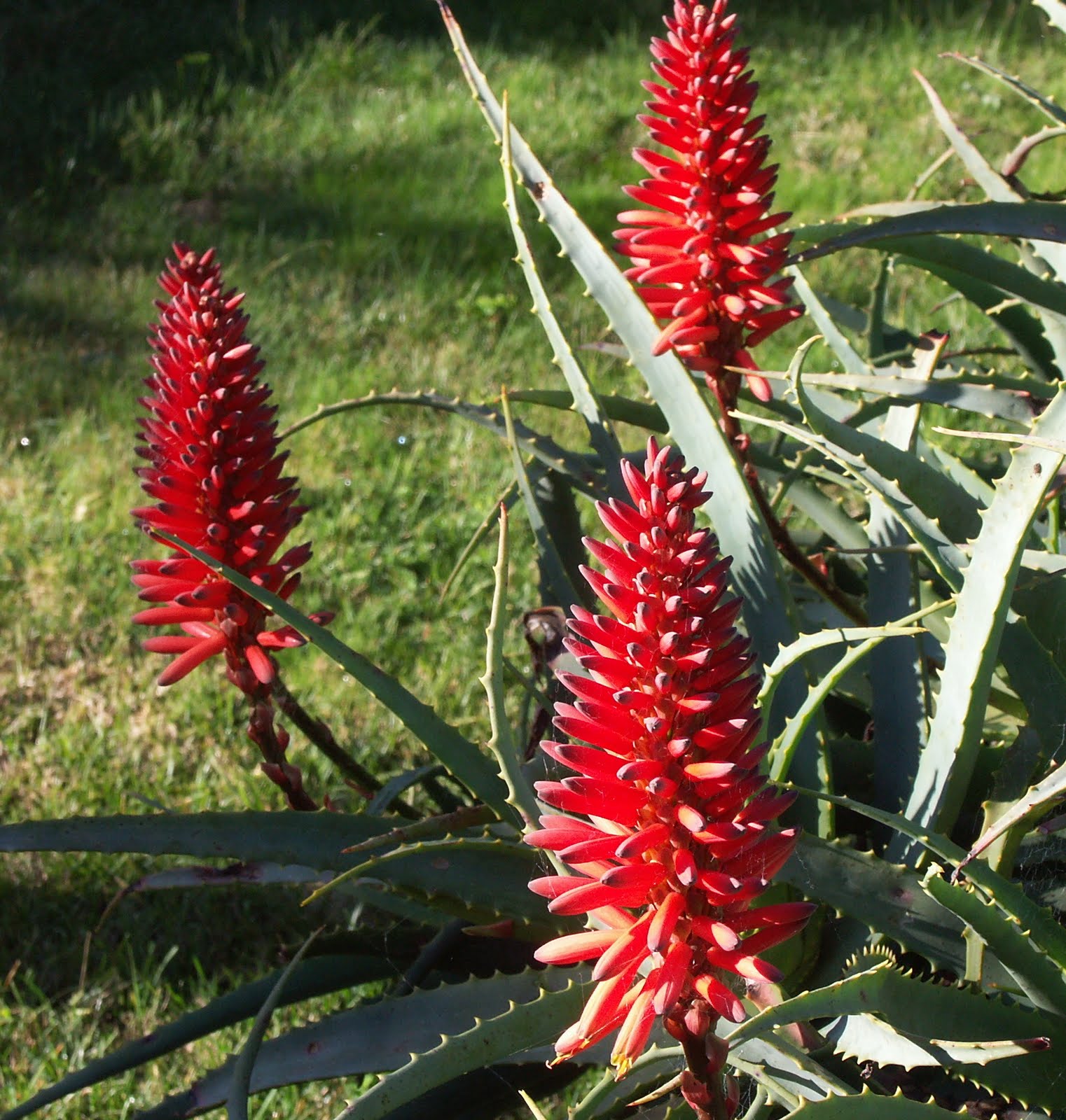 My Blooming Garden: Aloe Vera Flowers