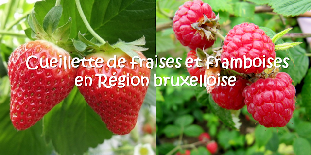 FRUIT TIME - Cueillette de fraises de framboises et de fleurs en self-service à Bruxelles - Aux portes du Pajottenland - Bruxelles-Bruxellons