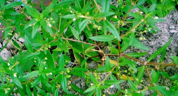 Rumput Lidah Ular Rumput Lidah Ular