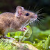 TIKUS SI KECIL PENYELINAP