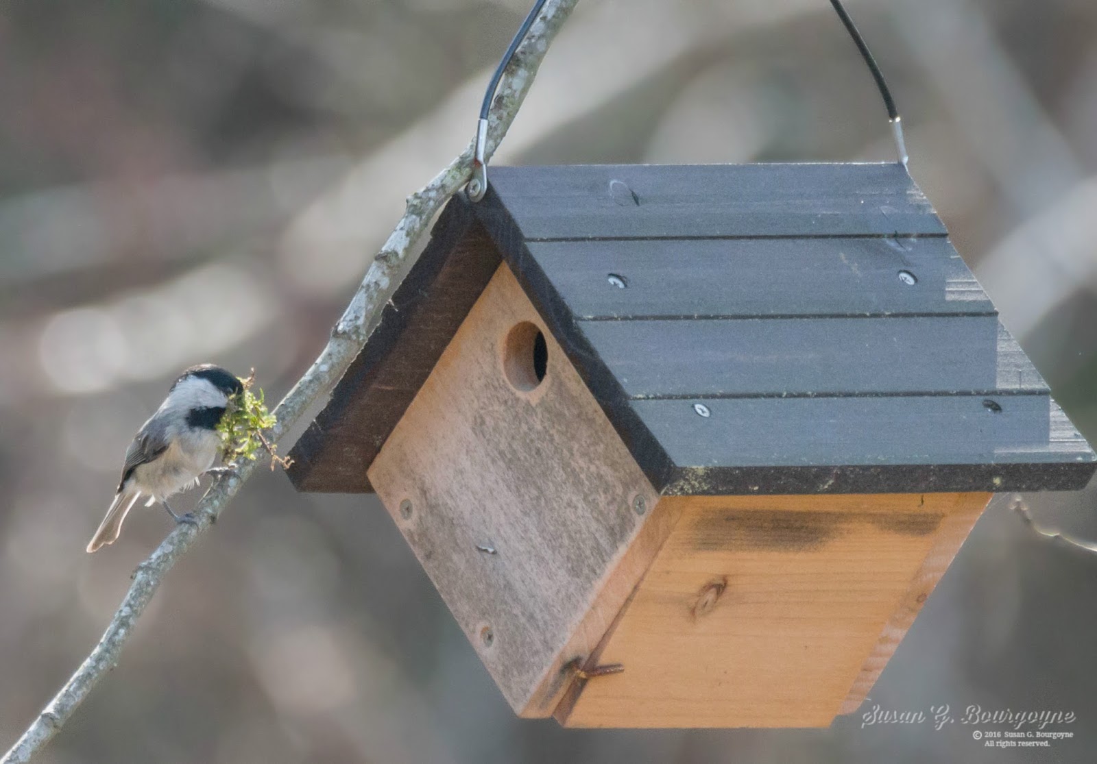 A Breath of Nature Chickadees Gather Nesting Materials