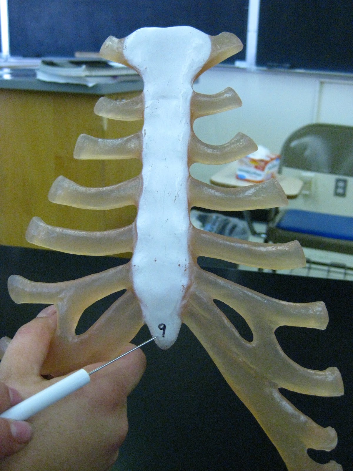 Boned: Human Skeleton - sternum