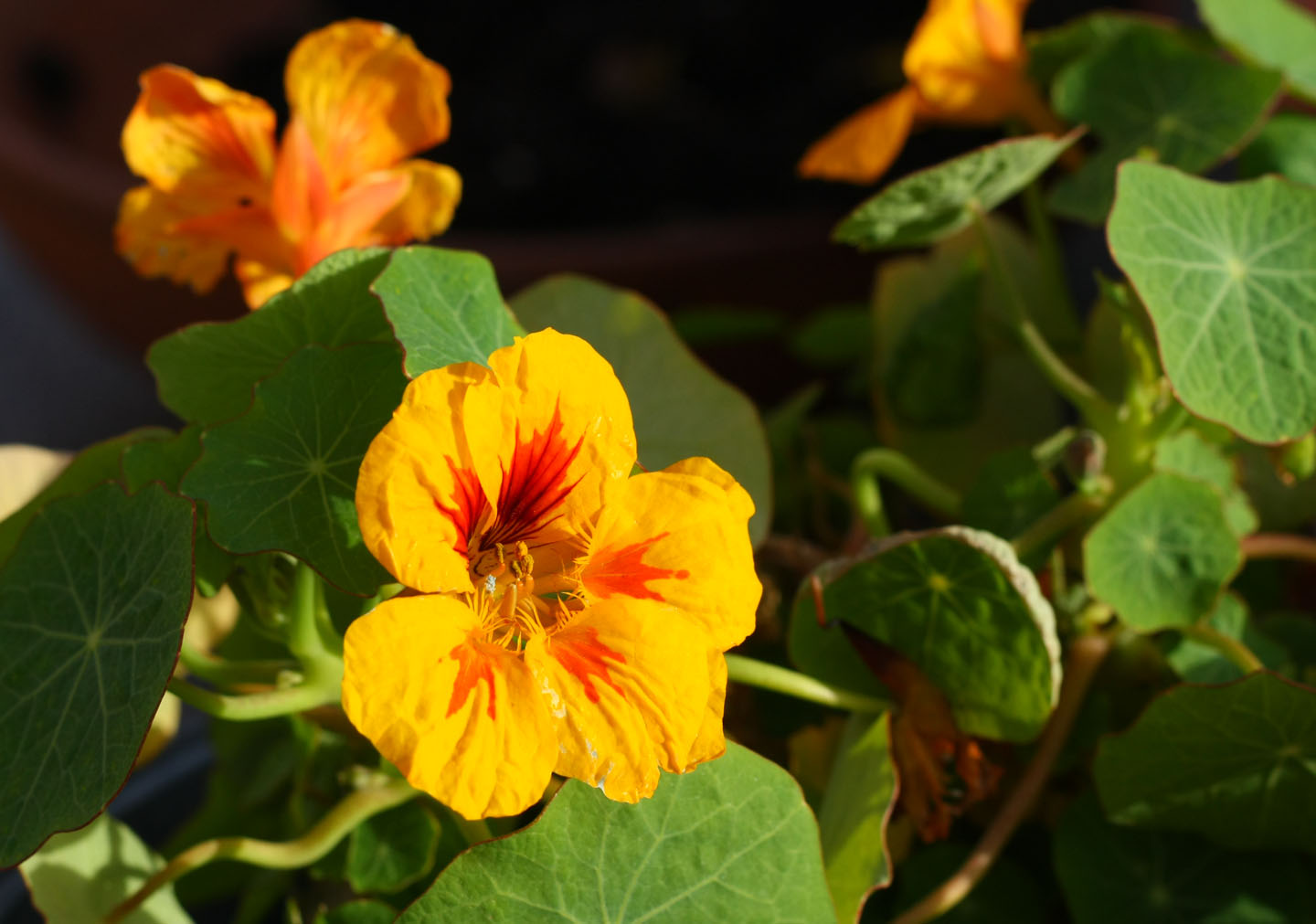 66 Square Feet (Plus) Peas in winter