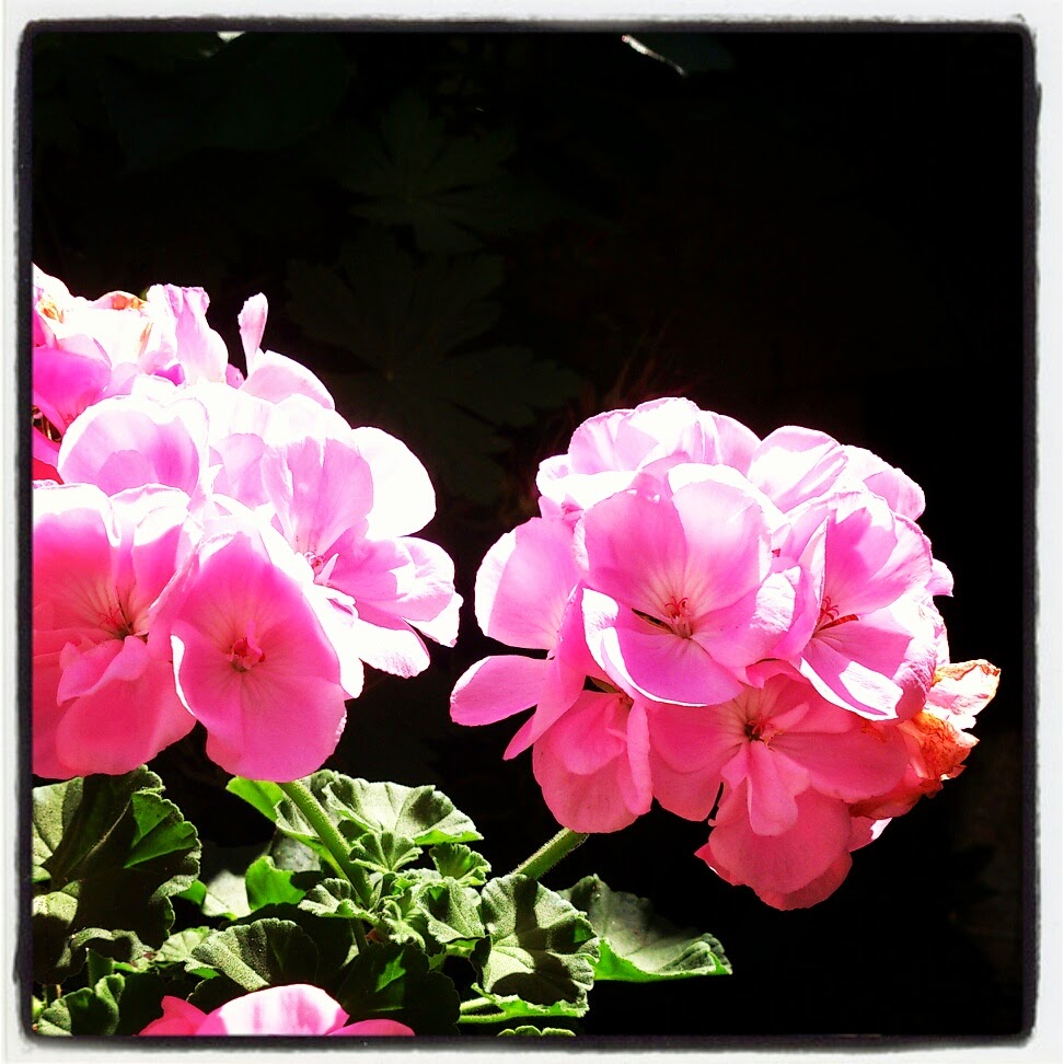 byHaafner, pelargonium, flowers, pink