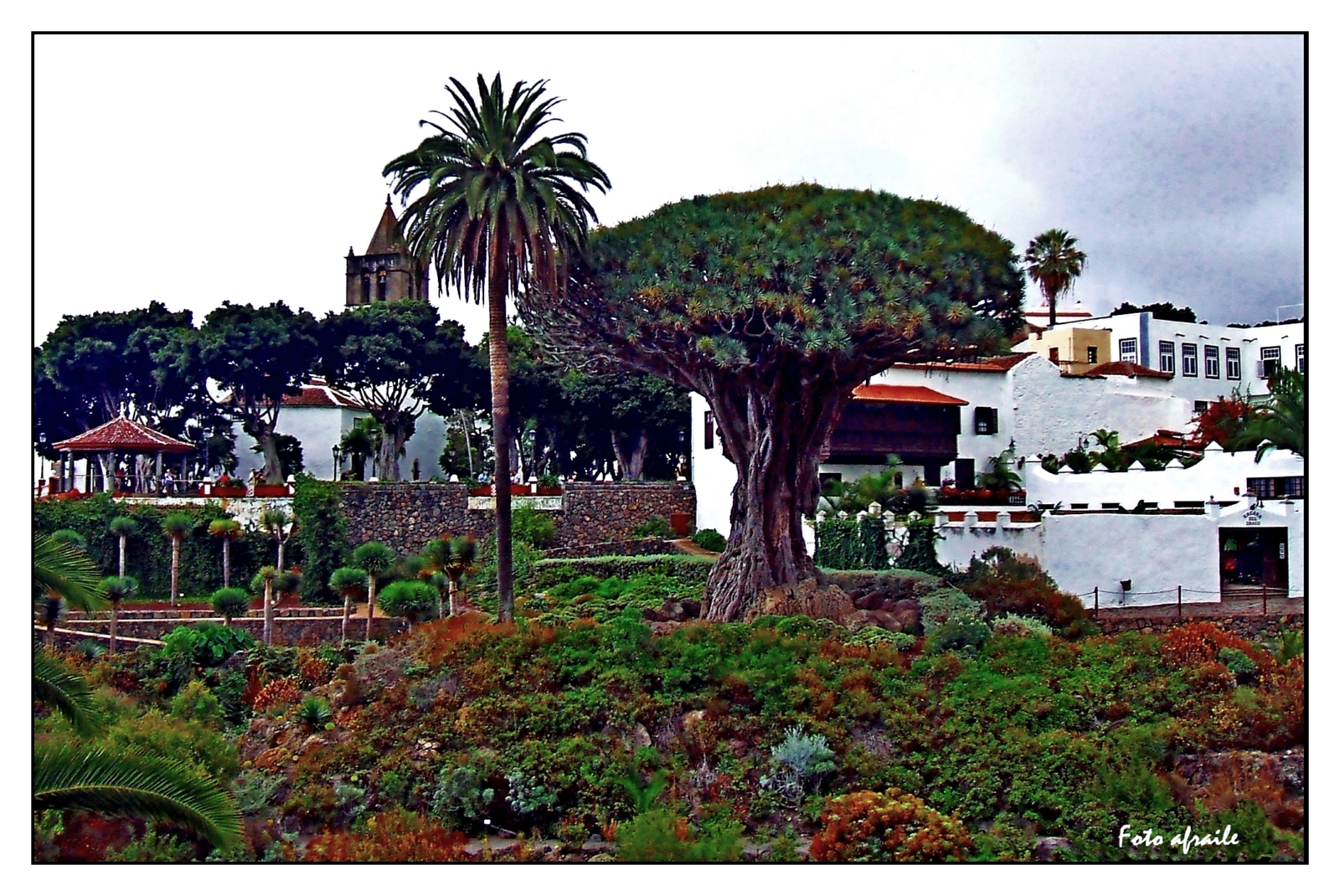 Mi Album de Fotos ICOD DE LOS VINOS (Santa Cruz de Tenerife).