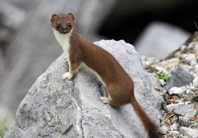 Weasel - animal beginning with letter w Weasel - animal beginning with letter w