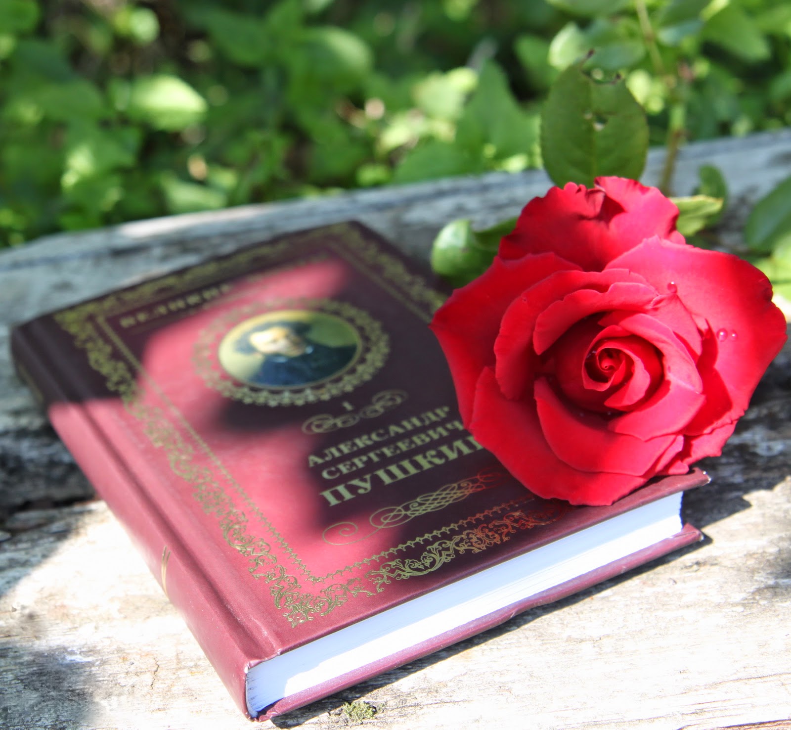 Книга про розы. Книга с розой на обложке. Книжки для розарии.