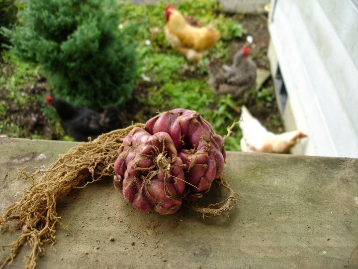 B&D Lilies Garden Blog Photo Instruction for Dividing a Lily bulb.