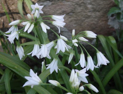 Lágrimas de la Virgen (Allium triquetrum)de color blanco