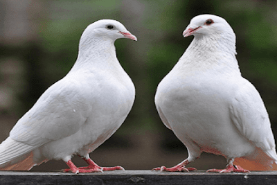 png burung merpati png burung merpati