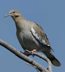 dove winged bird birds funny come