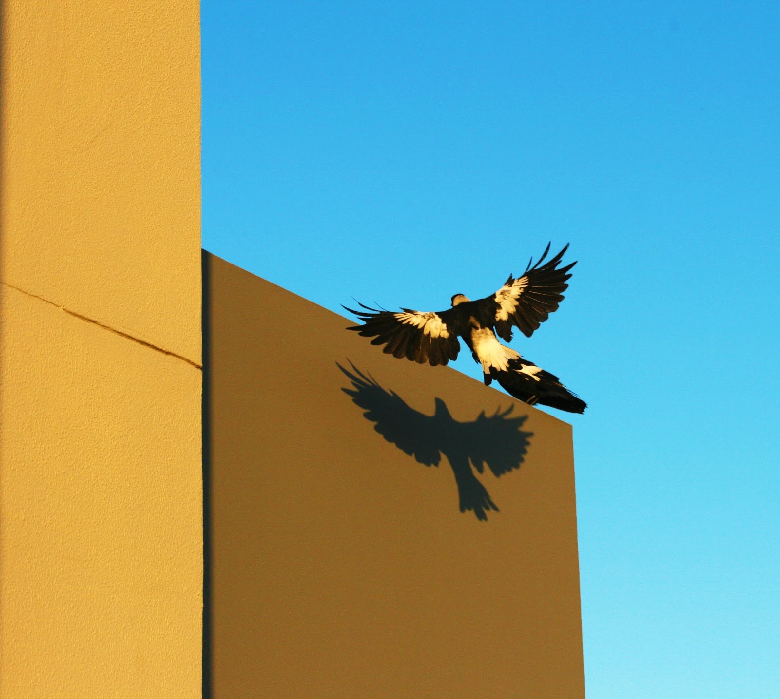 Picture of a magpie casting it's own shadow on a wall. Picture of a magpie casting it's own shadow on a wall.