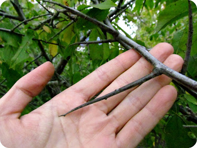 plum tree branches, plum tree thorns