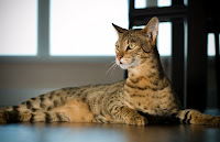 10 Cat Species Have Most Expensive together with Fantastic Prices | Cat News Cat Species Have Most Expensive together with Fantastic Prices 10 Cat Species Have Most Expensive together with Fantastic Prices | Cat News