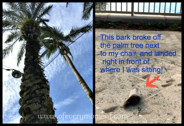 I'm glad it was just bark and not a coconut that fell off this palm tree