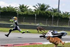 Gambar Lucu dikejar anjing galak Gambar Lucu dikejar anjing galak