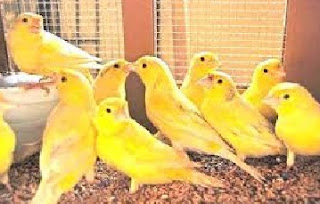 cara merawat burung kenari biar gacor terus,setelah mabung,cepat gacor,bakalan biar cepat gacor,biar gacor keras,supaya gacor,kenari gacor,agar gacor terus, cara merawat burung kenari biar gacor terus,setelah mabung,cepat gacor,bakalan biar cepat gacor,biar gacor keras,supaya gacor,kenari gacor,agar gacor terus,
