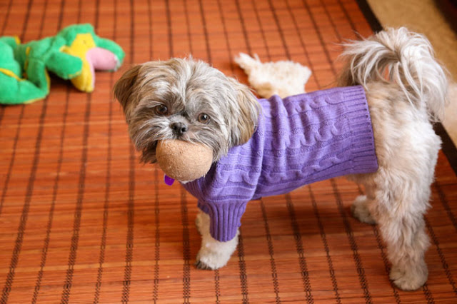 Atividade física para os shih tzu