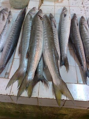 Ikan Kacangan