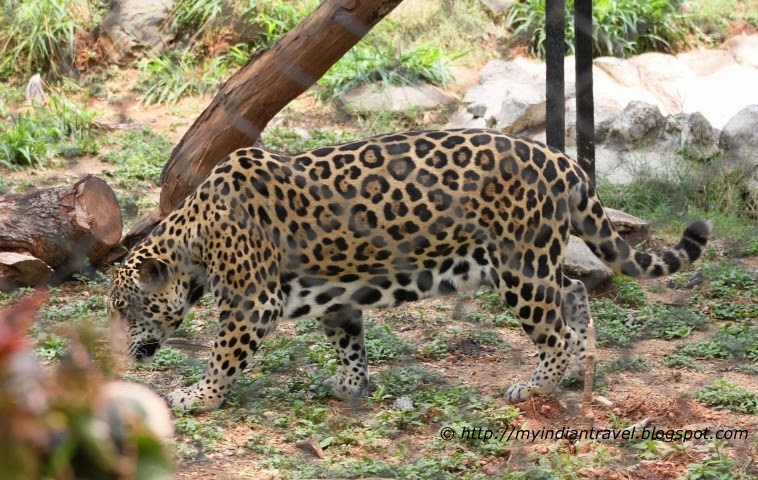 My India Travel: Mysore Zoo - Jaguars