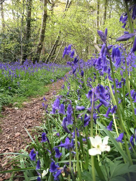The Gate Lodge Campsite Tenterden Kent Gallery