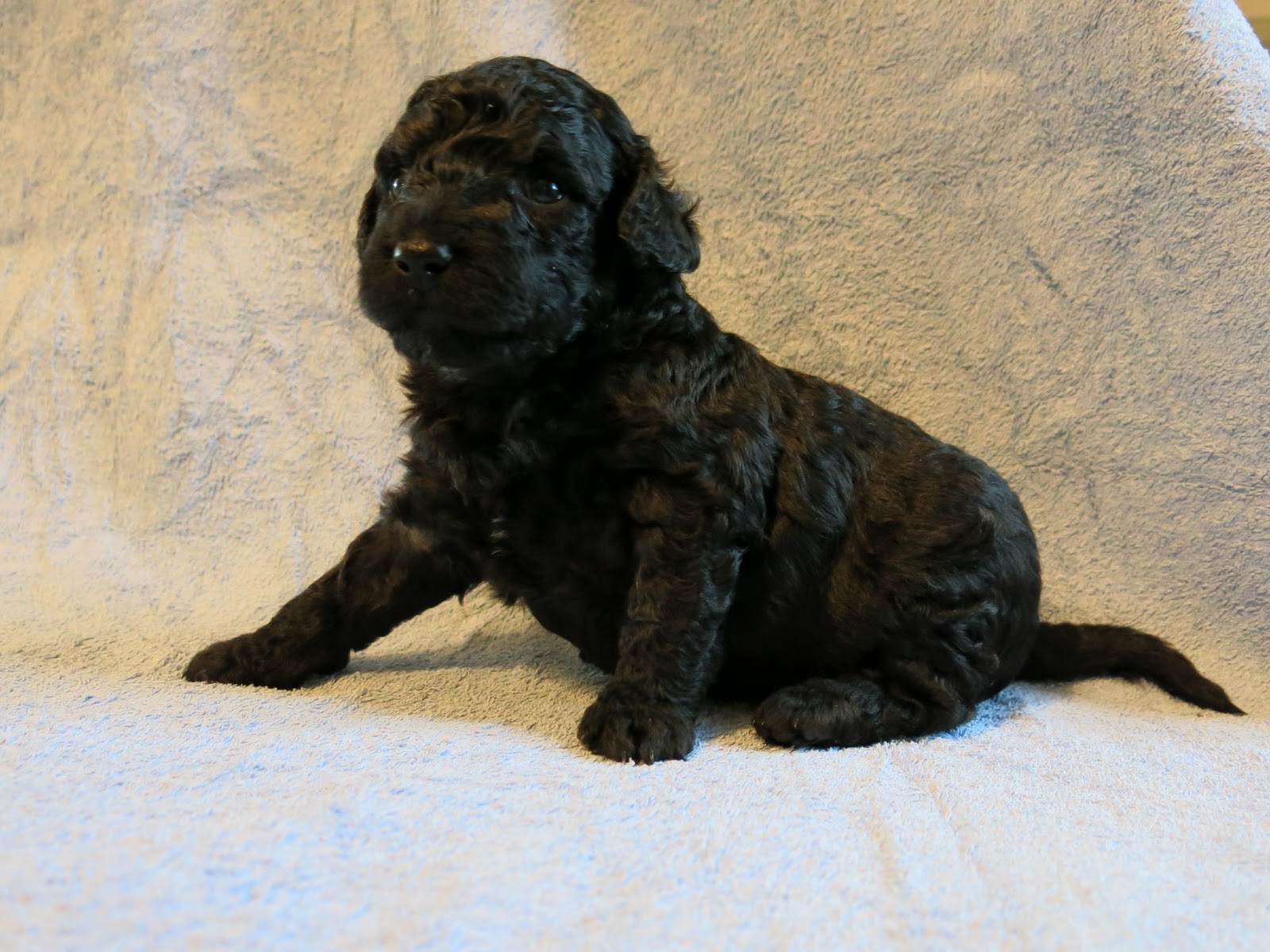 Flexi´s and Zamora´s Puppies, Flexis och Zamoras valpar, Spansk