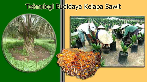 Teknologi Budidaya Kelapa Sawit
