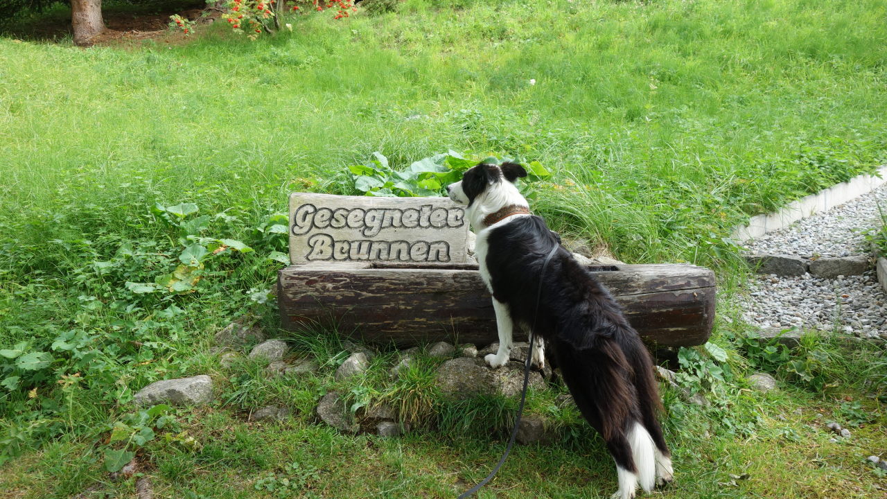 Bilder und Texte zu meinen Wanderungen mit Hund Die neue Hängebrücke