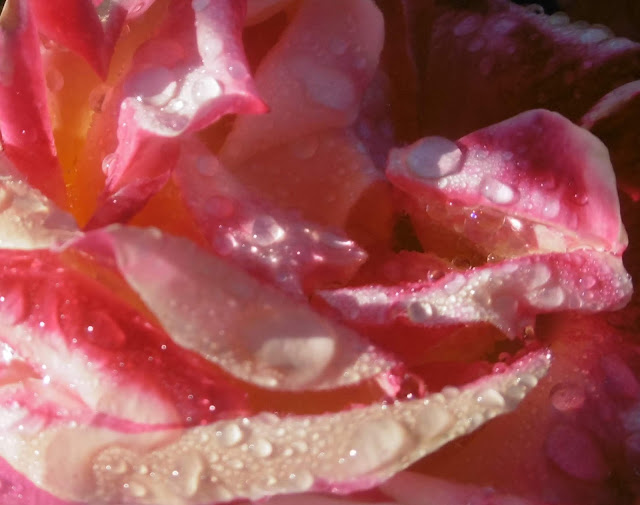 Rose rose & rosée, Bergerac, 3, malooka