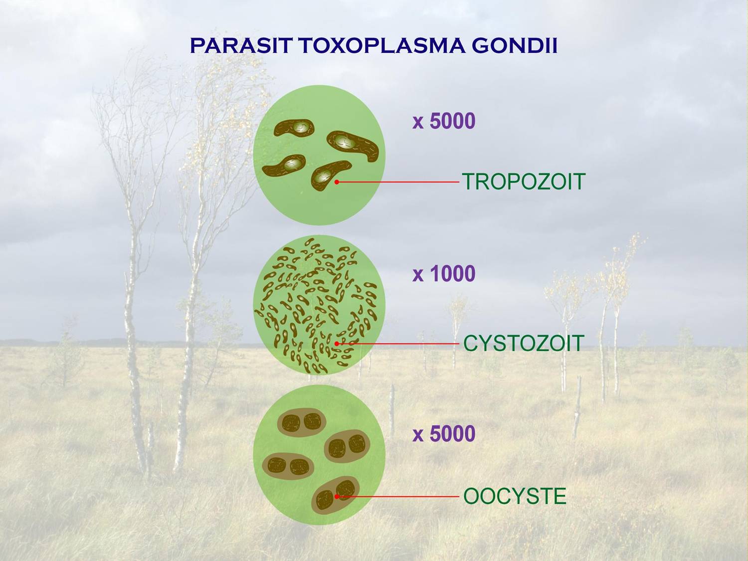 Toxoplasma ciszták - Toxoplazmózis tünetei és kezelése