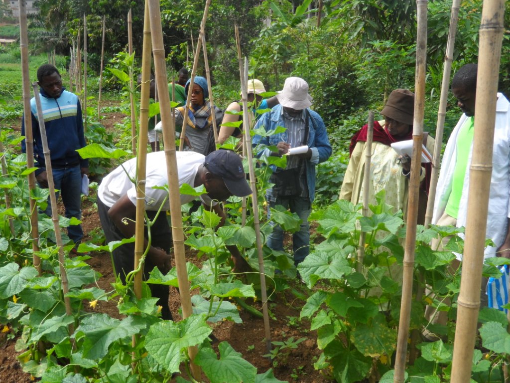 Opportunité de Formation en Agriculture et Elevage (5ième Promotion)