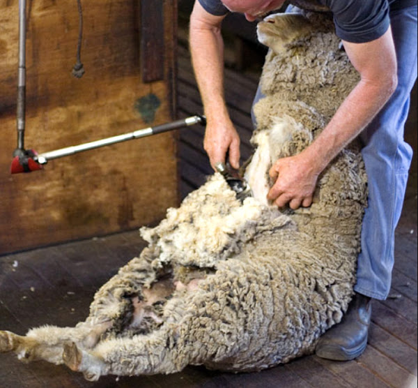 sheep shearing, how to shear a sheep, shearing a sheep, sheep shearing information
