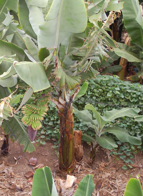 platanera