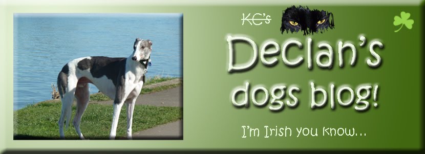 Declan's Dogs Blog