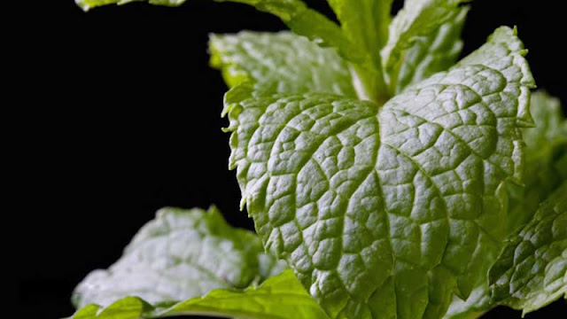 Five Garden Herbs That May Help Fight Cancer Five Garden Herbs That May Help Fight Cancer