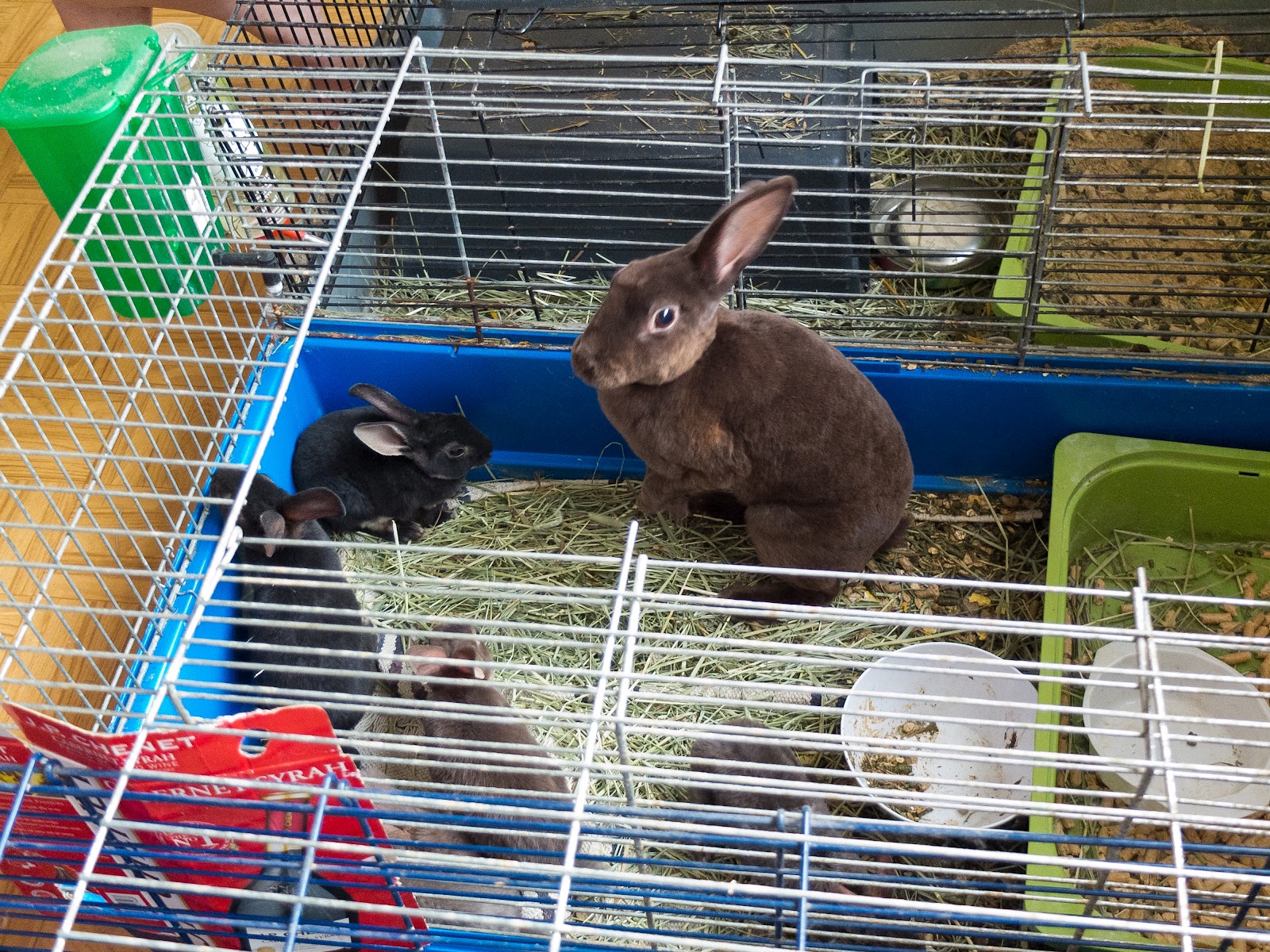 Rex Rabbit Burrow